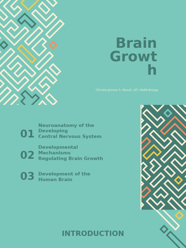 Neuroanatomy of Brain Development | PDF | Cerebellum | Neuron