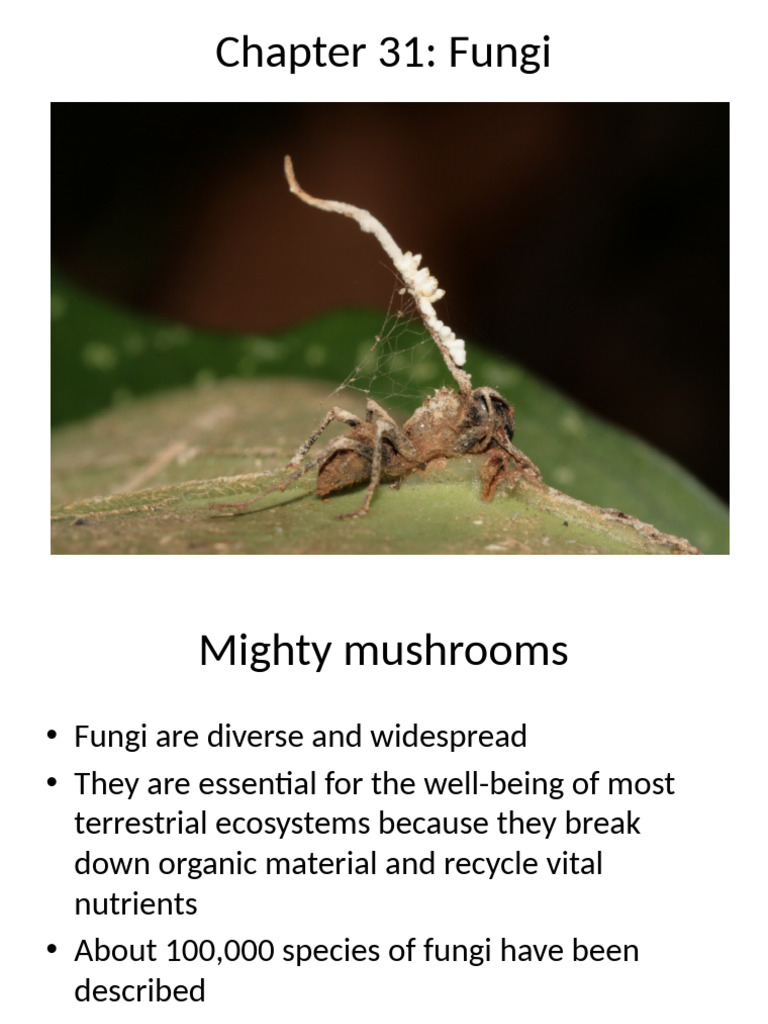Fungi | PDF | Fungus | Spore