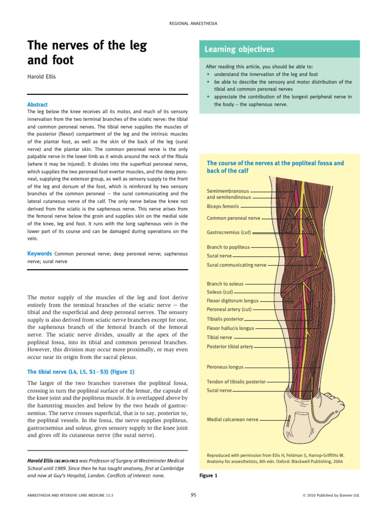 Nerve Anatomy of the Leg and Foot | PDF | Human Leg | Foot