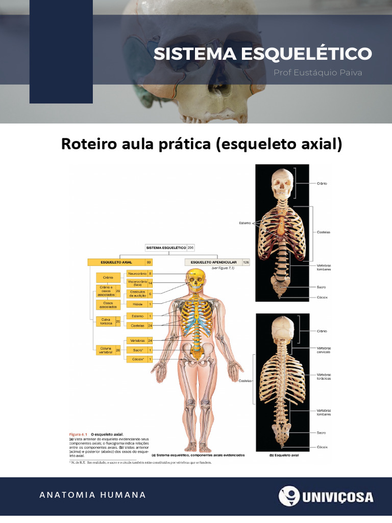 Anatomia do Sistema Esquelético Humano | PDF | Anatomia dos primatas ...
