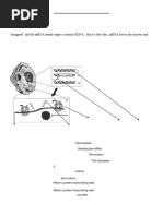 CHNOPS: Elements of Life Explained | PDF