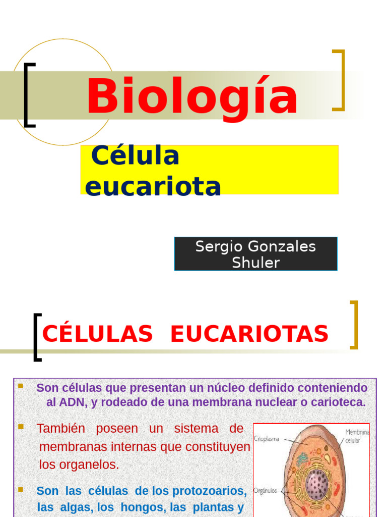 Estructura y funciones de células eucariotas | PDF | Biología Celular ...