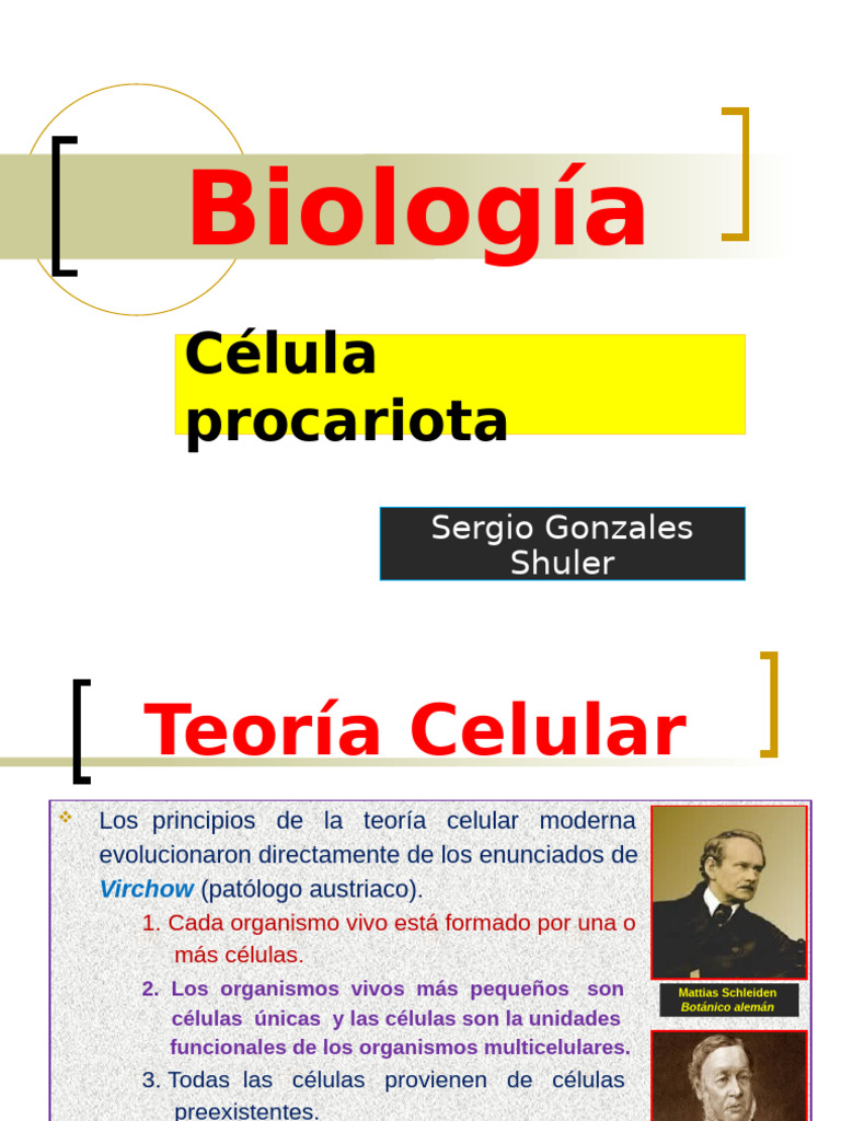 3.2 Célula Procariota | PDF | Biología Celular) | Las bacterias