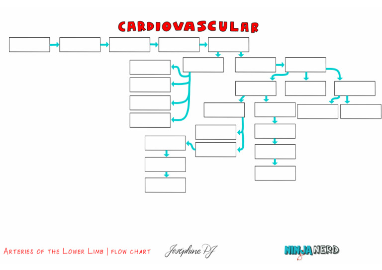 Circulatory System] Arteries of the Lower Limb Flow Chart Handout PDF