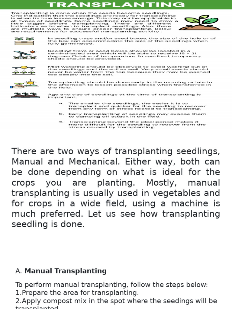 Transplanting Seedlings: 5 Key Steps | PDF