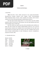 Download ikan nilem by Vicky Alvian Baru SN90975867 doc pdf