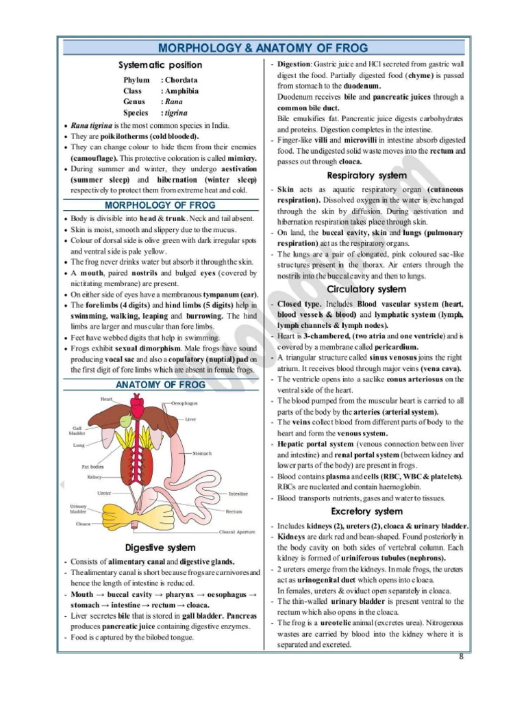 Morphology and Anatomy of Frog | PDF