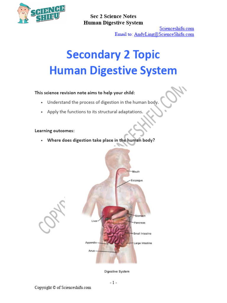 Sec 2 Human Digestive System Notes | PDF | Small Intestine | Digestion