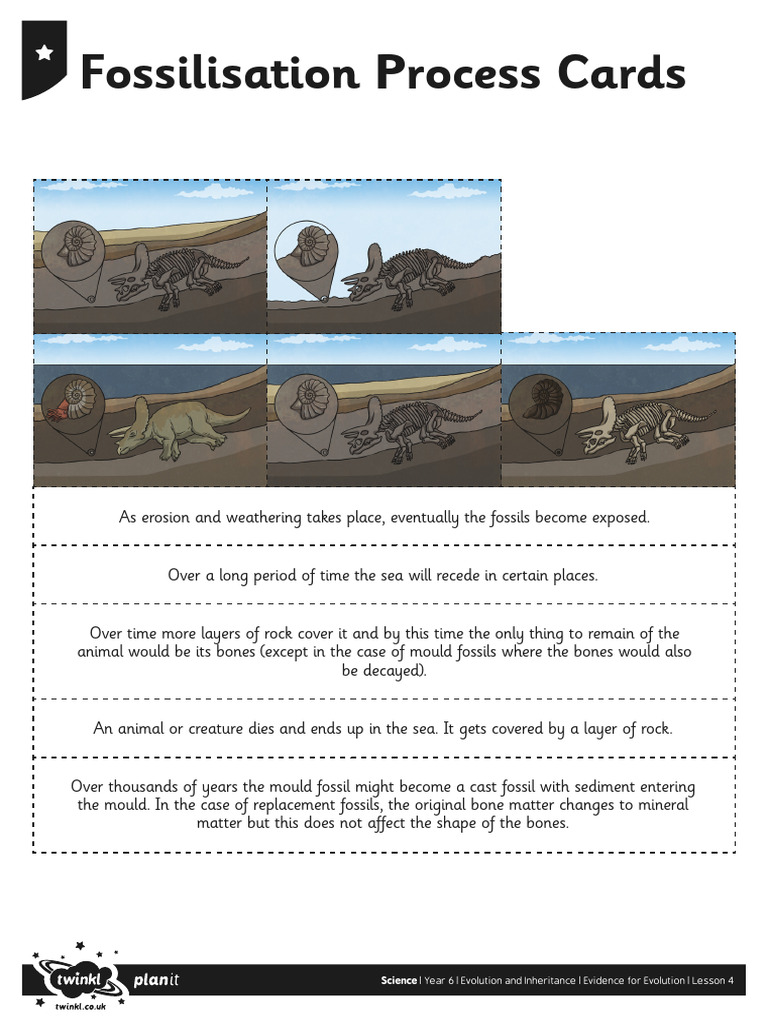 Living Things Fossilisation Process Cards | PDF