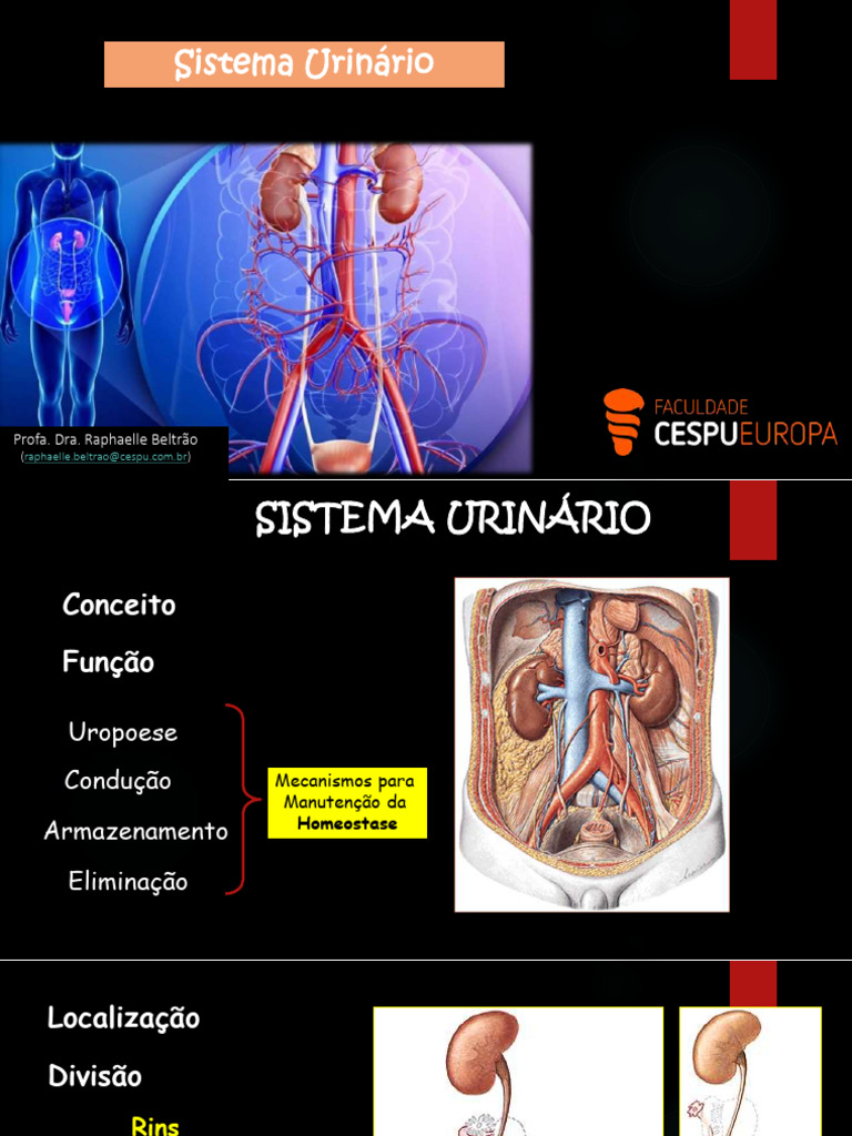 Estrutura e Função do Sistema Urinário | PDF | Rim | Sistema urinário