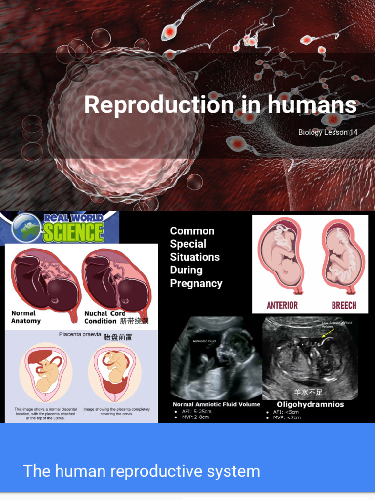Human Reproductive System Overview | PDF | Reproductive System ...