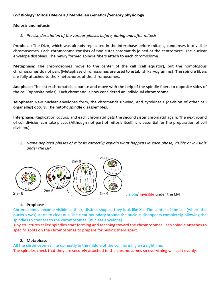 Mitosis and Meiosis Explained | PDF | Meiosis | Mitosis