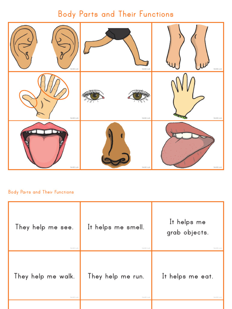 Us A 105 Body Parts and Their Function Matching Cards English Ver 2 | PDF