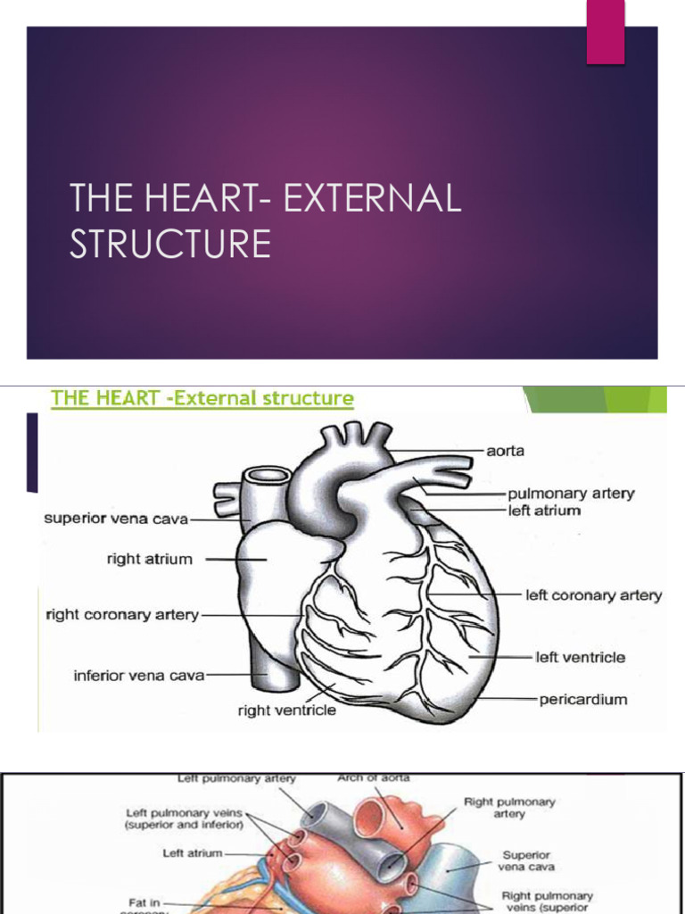 Heart and Lymphatic System Overview | PDF | Diastole | Lymph