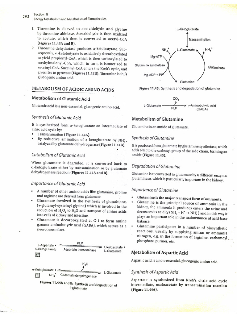 Metabolism of Acidic Amino Acids | PDF