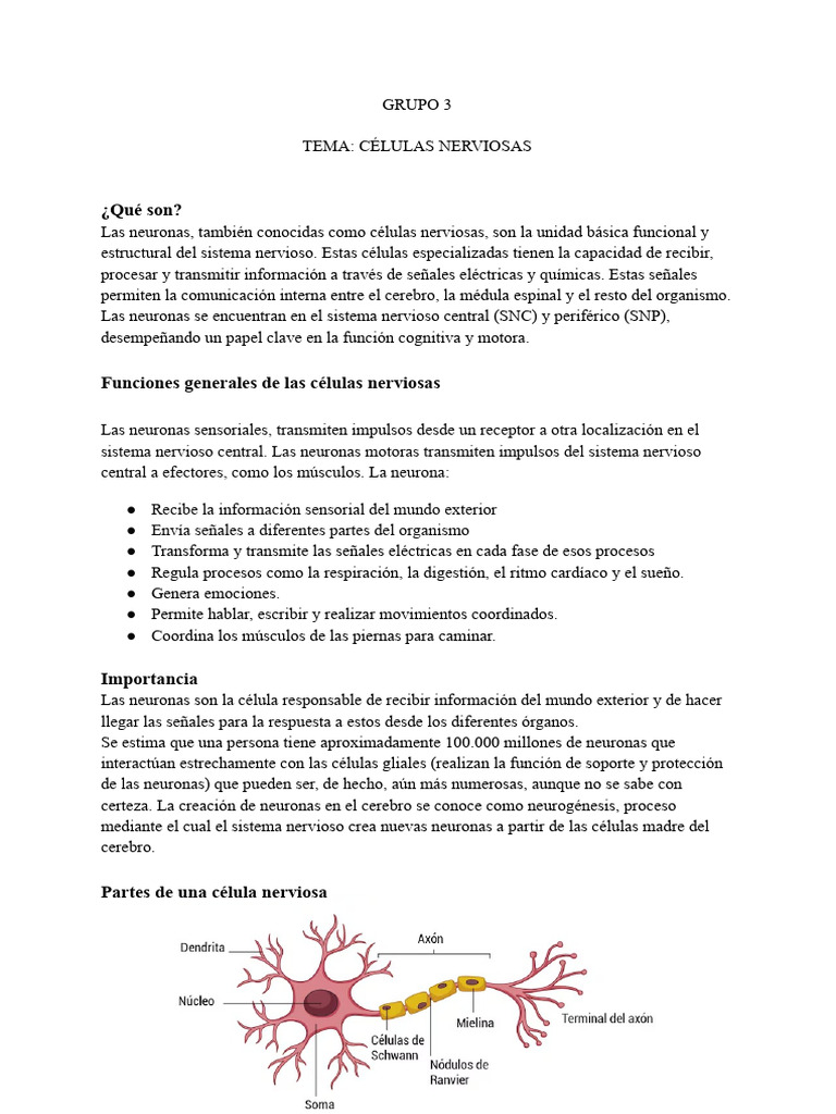 Funciones y Tipos de Neuronas | PDF | Neurona | Sistema nervioso