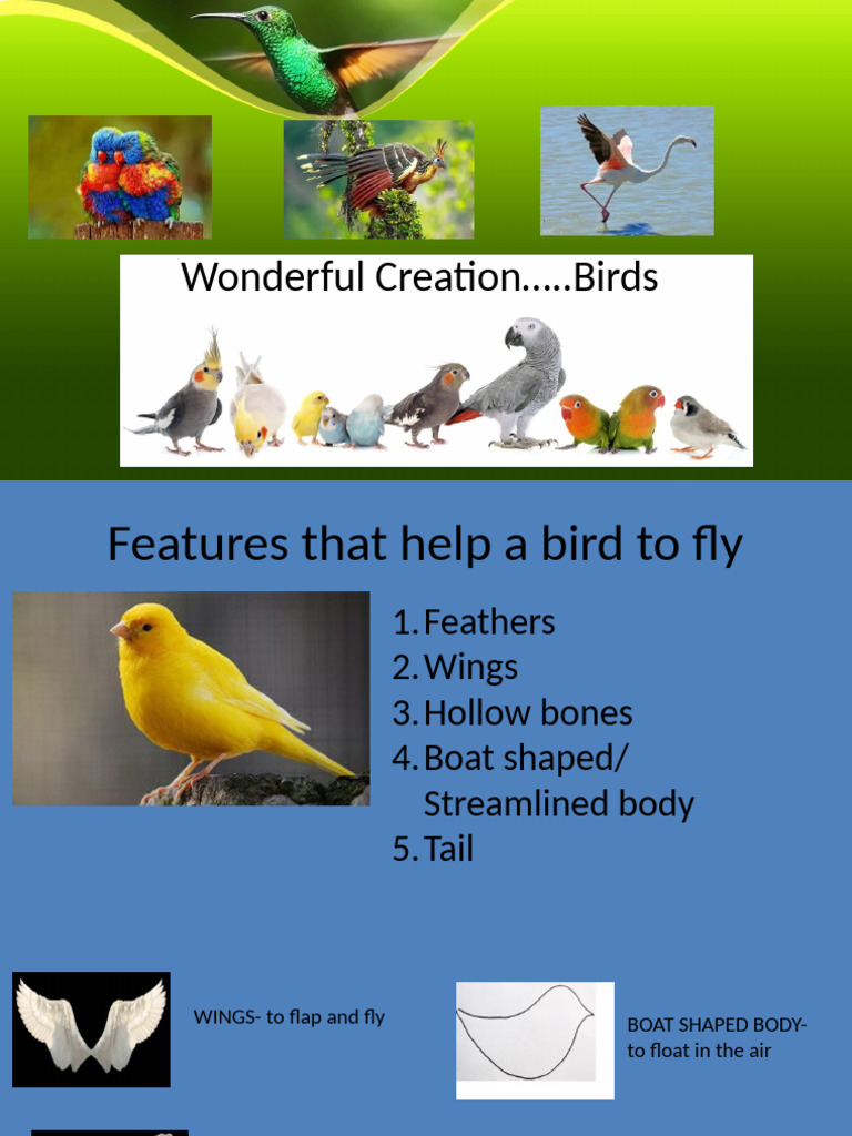 Bird Flight Features Explained | PDF | Beak | Birds