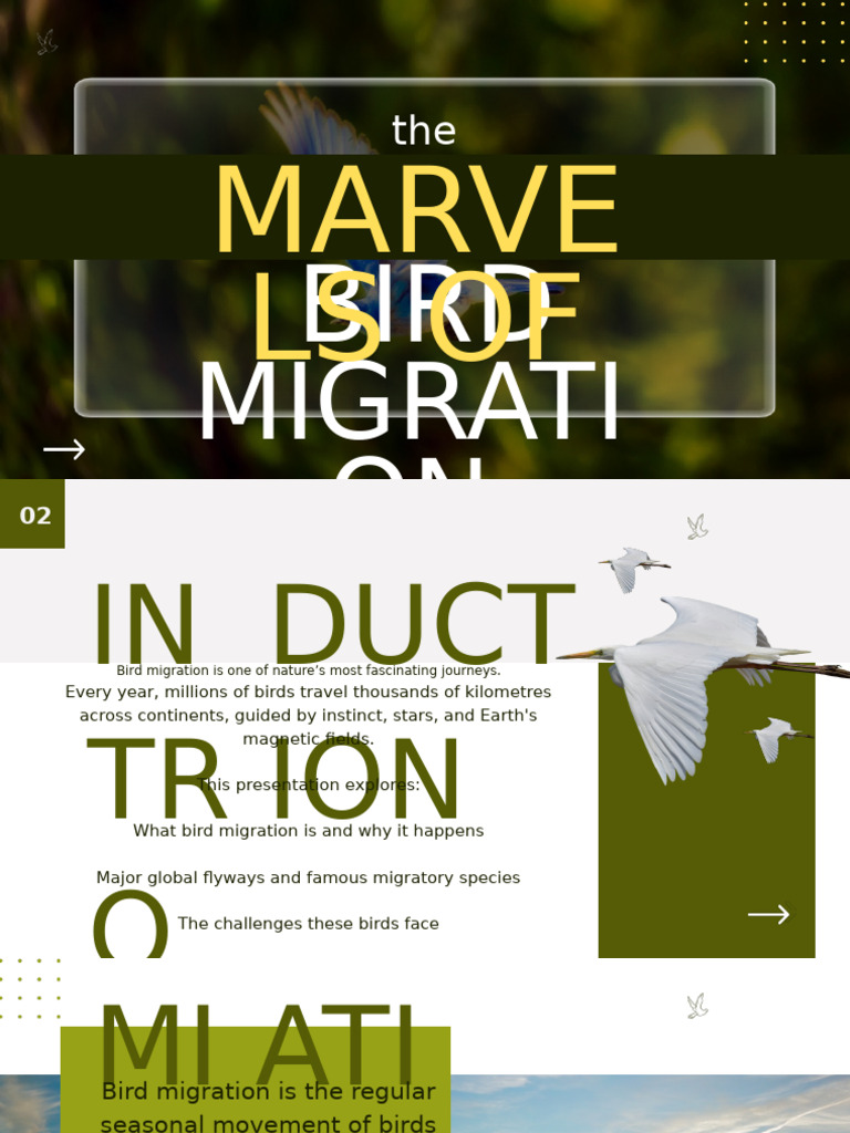 Bird Migration: Journeys and Challenges | PDF | Bird Migration | Birds