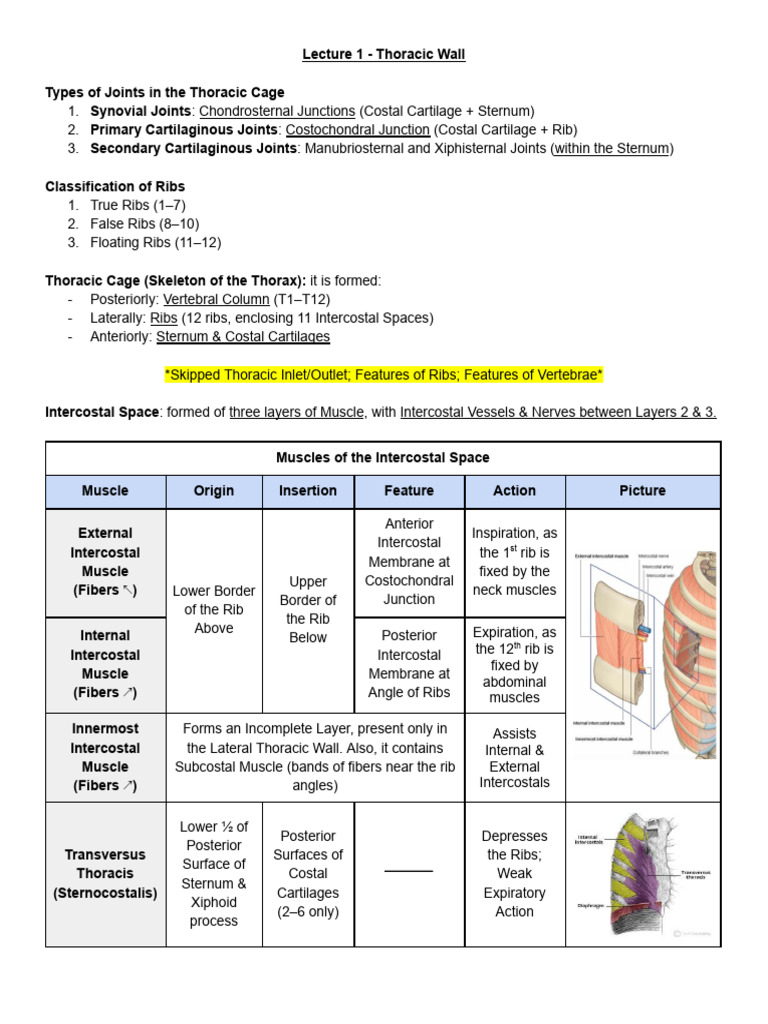 Thoracic Wall and Abdominal Vascular Supply | PDF | Abdomen | Thorax