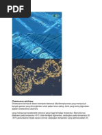 Download Chaetoceros calcitrans kel 6 by Muhammad Ikhwan IU SN91026163 doc pdf