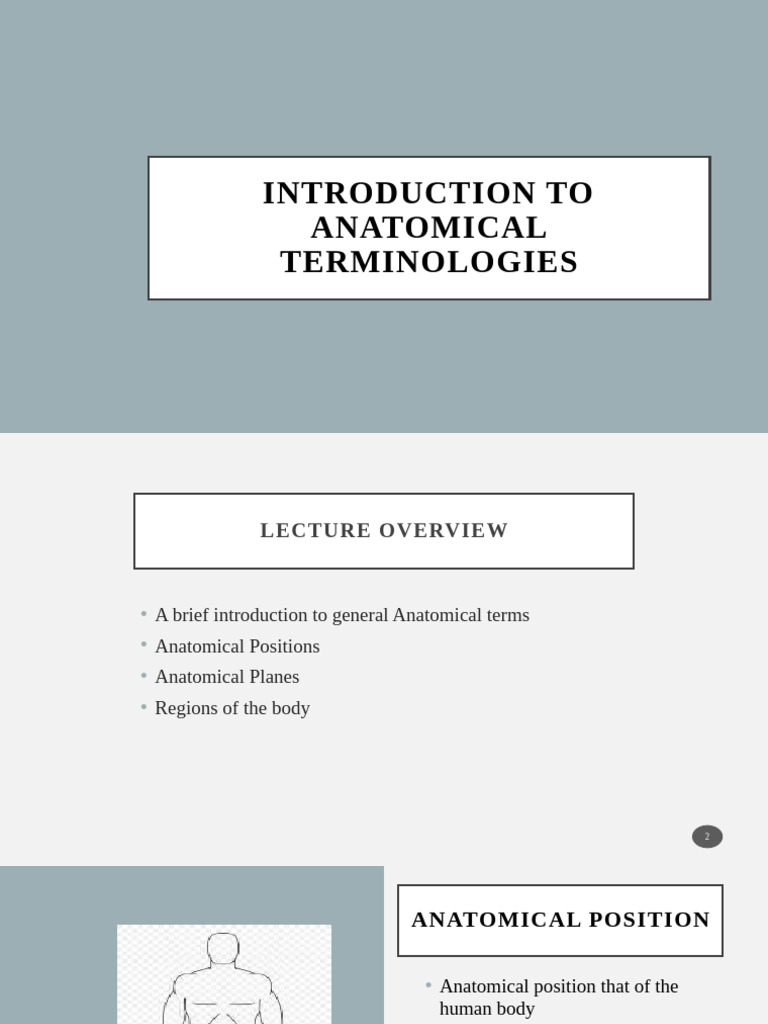 Anatomical Terminologies Pdf Anatomical Terms Of Motion Abdomen