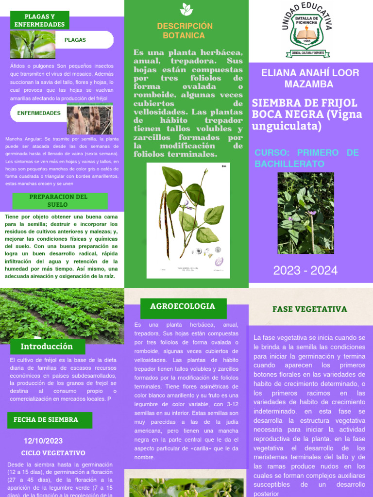 Cultivo de Frijol Boca Negra: Guía Completa | PDF | Plantas | Botánica