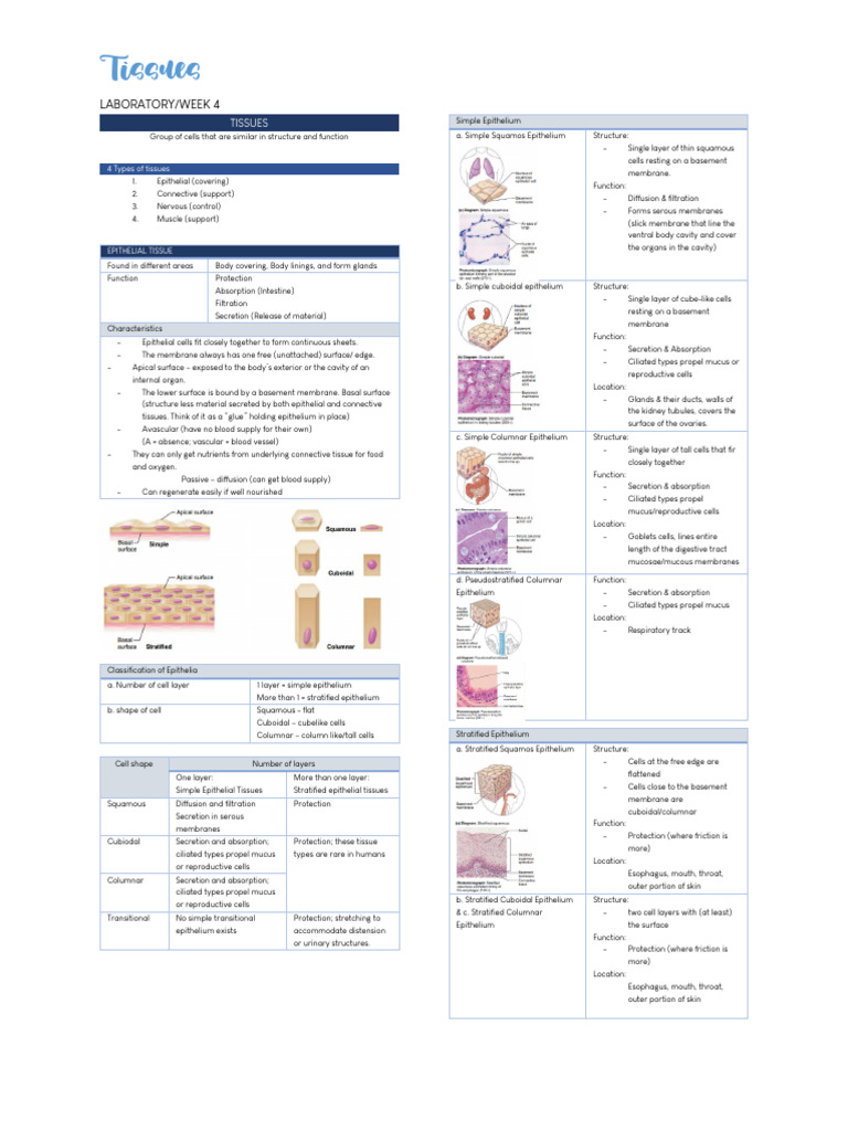 Overview of Human Tissue Types | PDF | Epithelium | Epidermis