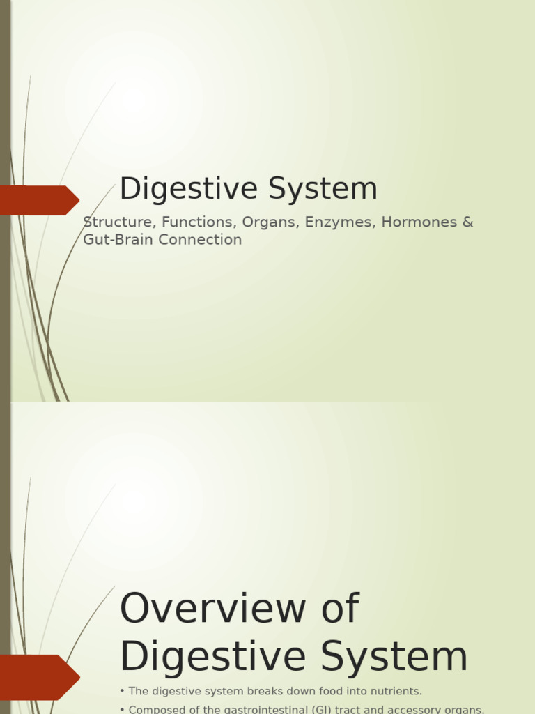 Digestive System: Functions & Connections | PDF | Human Digestive ...