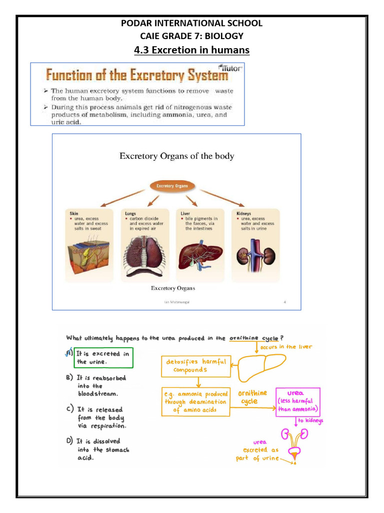 4.3 Excretion in Humans | PDF