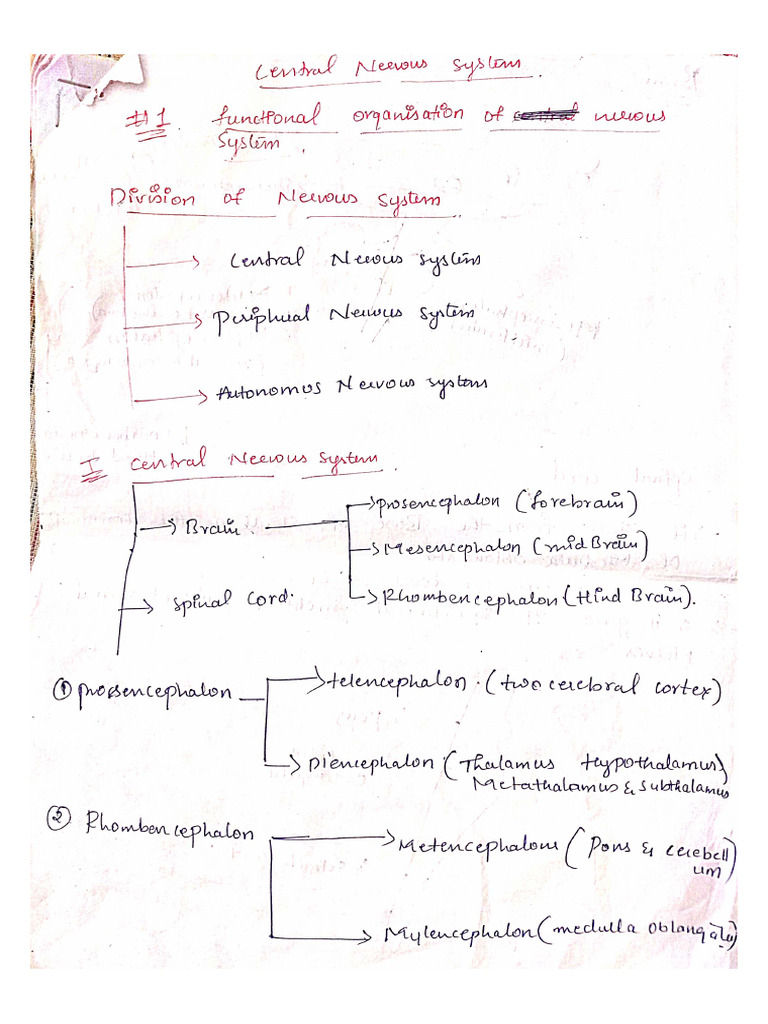 CNS Notes | PDF