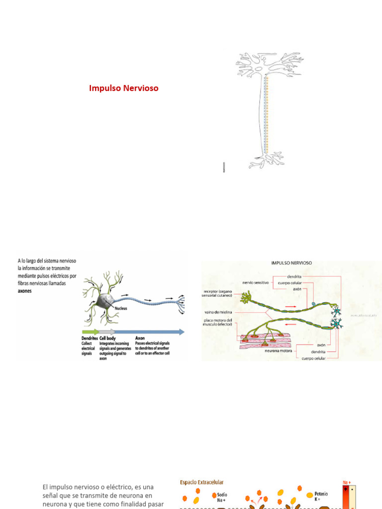 Impulso Nervioso y Potencial de Acción | PDF | Potencial de acción ...