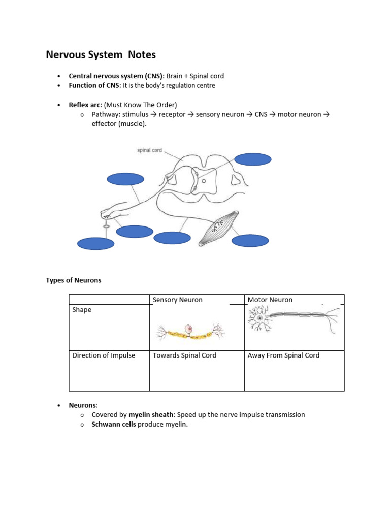 Overview of the Nervous System | PDF