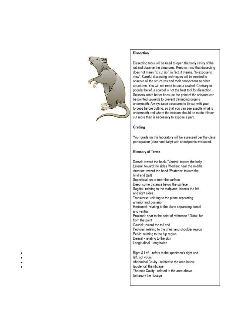 Rat Dissection: Anatomy Overview | PDF | Gastrointestinal Tract | Stomach