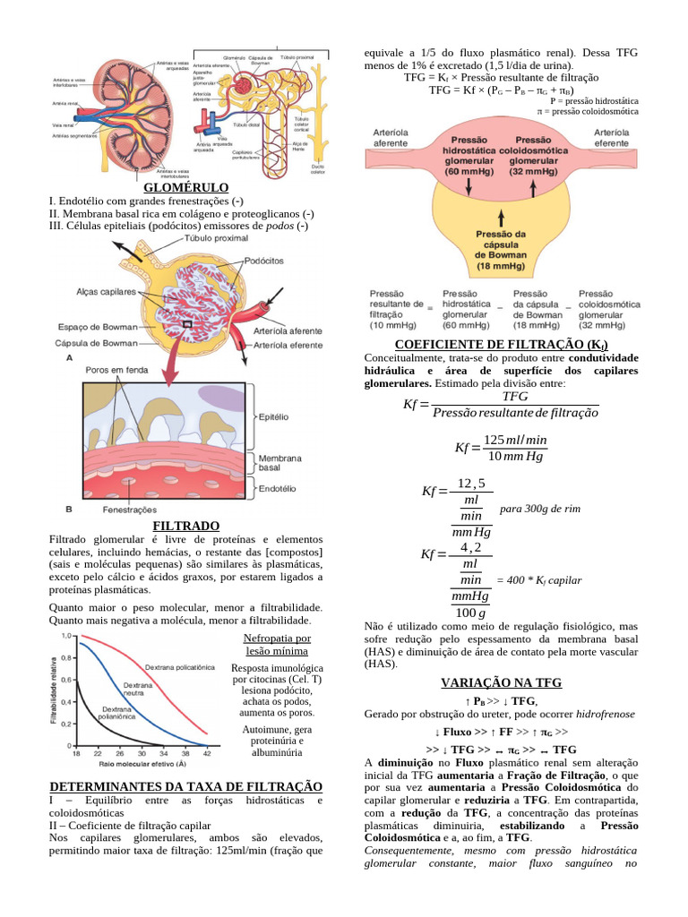 Filtração Glomerular e Taxa de Filtração | PDF | Especialidades médicas