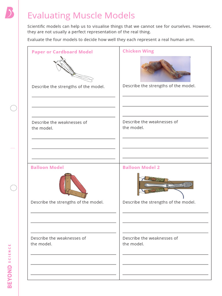 Evaluating Muscle Models Worksheet With Dissection Photo | PDF