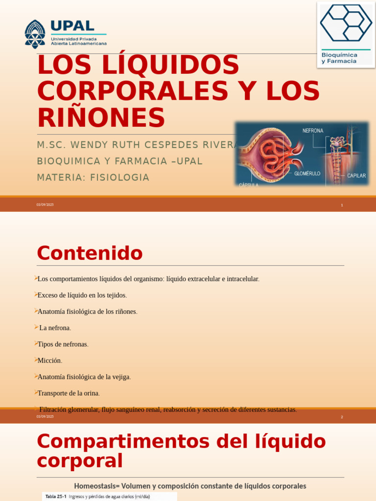 Tema 8 - Los Líquidos Corporales y Los Riñones | PDF | Riñón | Anatomia ...