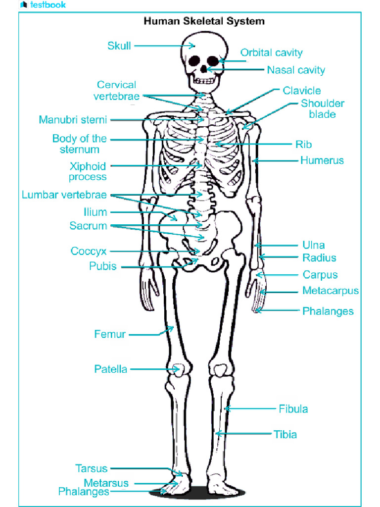 Human Skeleton Diagram | PDF