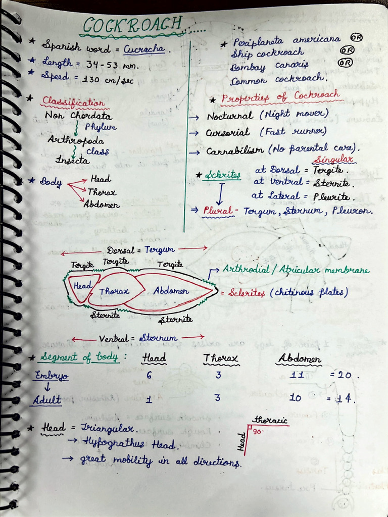Cockroach Class 11thby Parth | PDF