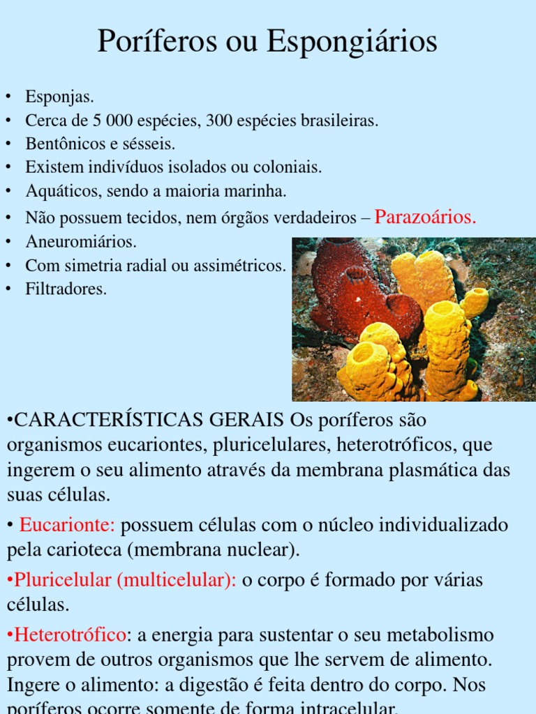 Aula de Poríferos | PDF | Esponja | Célula (Biologia)