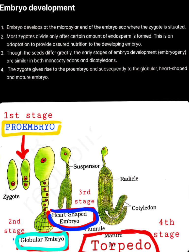 Embryo Development Stages Explained | PDF