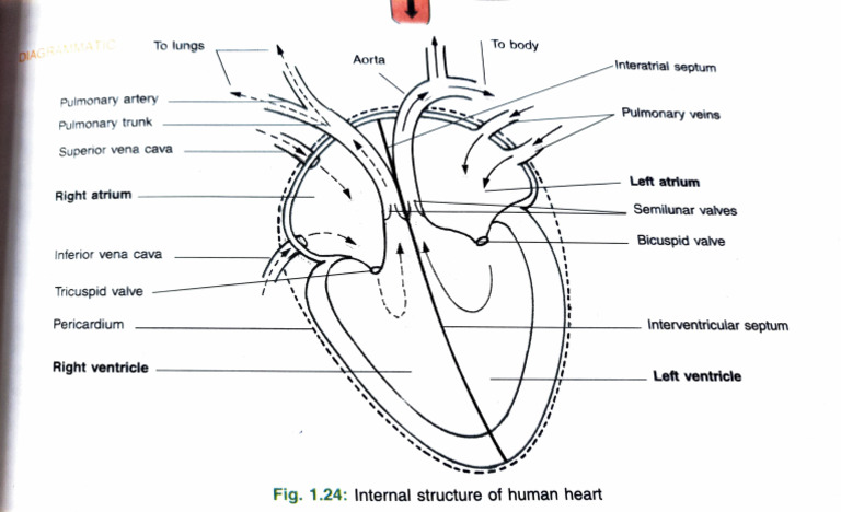 Internal Structure of the Human Heart | PDF