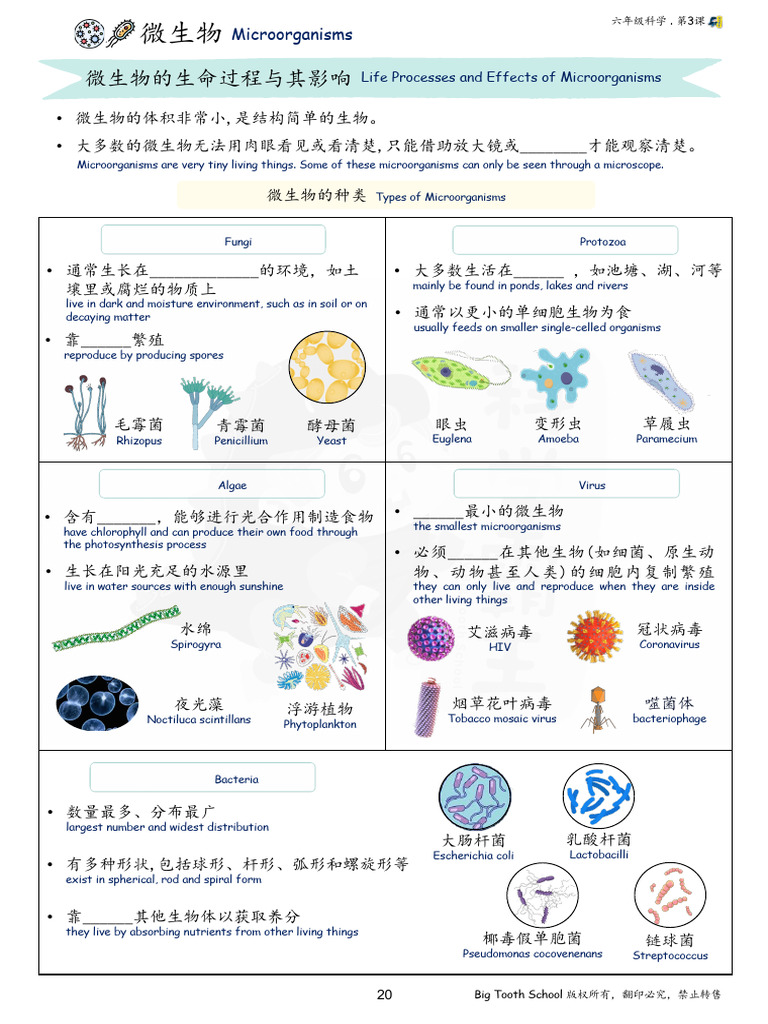 3.4: 真核细胞的独特特征- Global, image size:768x1024