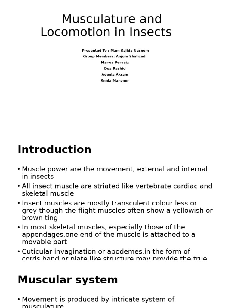 Abdominal Musculature in Insects | PDF | Muscle | Skeletal Muscle