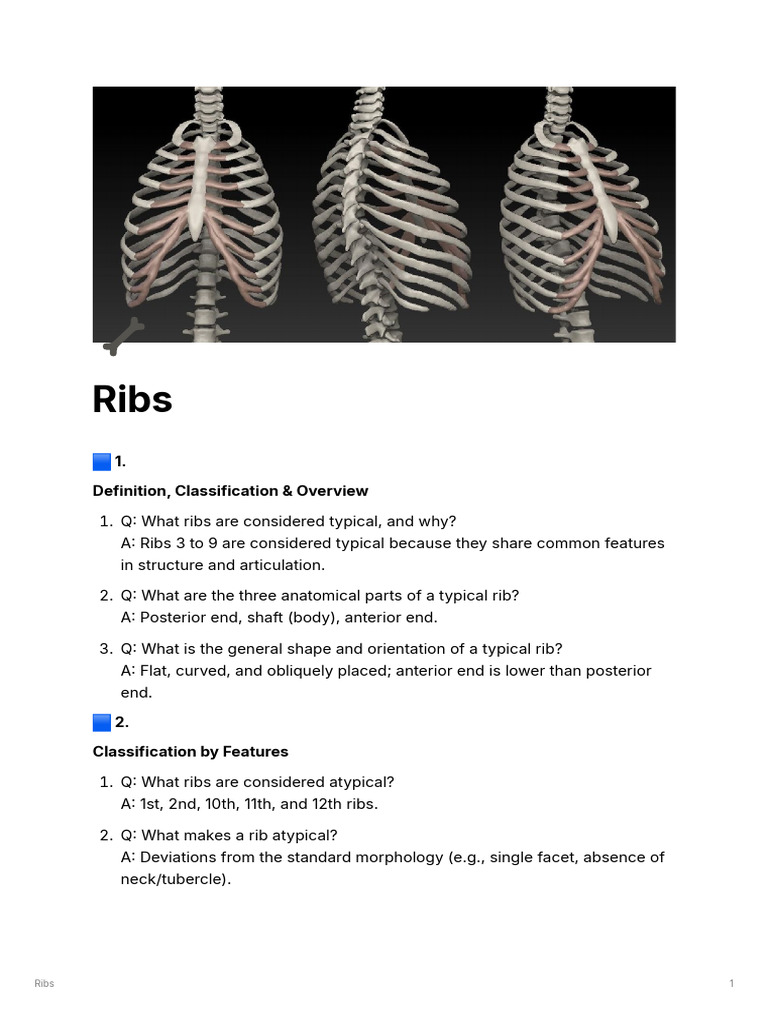 Rib Classification and Anatomy Overview | PDF | Vertebra ...