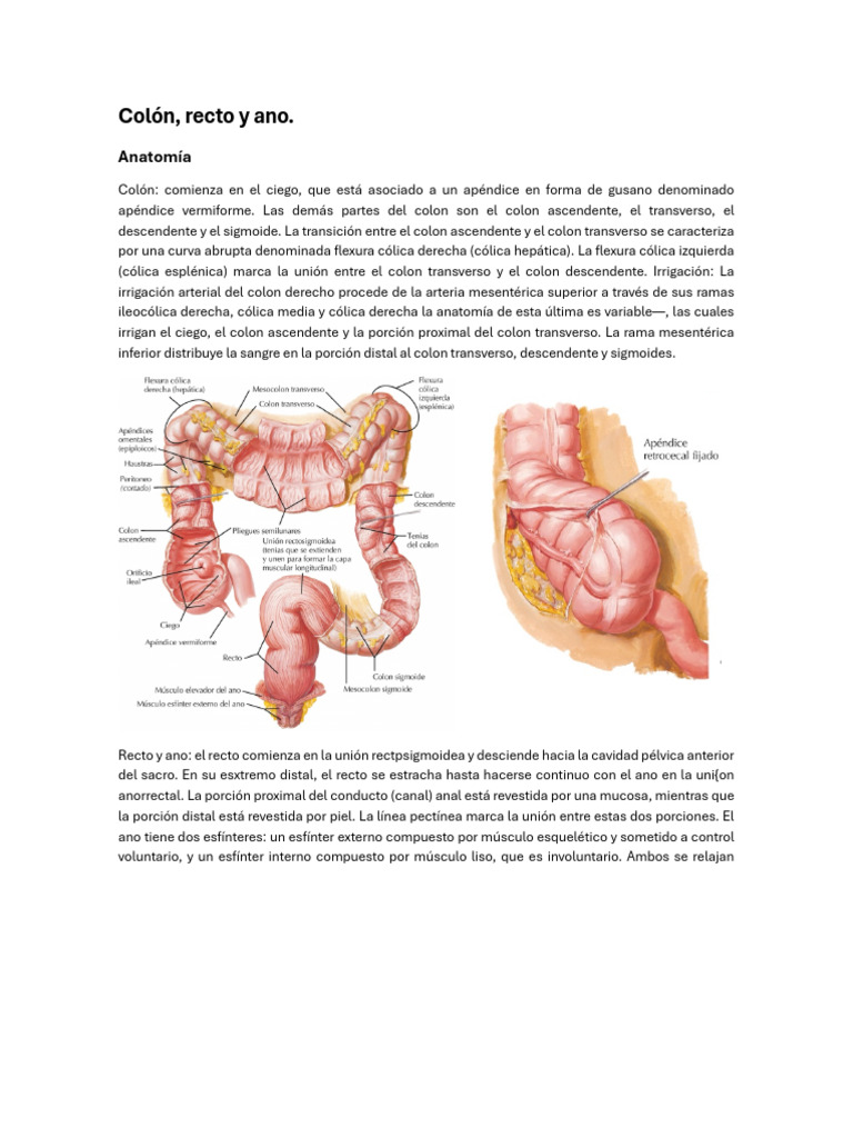 Anatomía y enfermedades del colon y recto | PDF | Intestino grueso ...