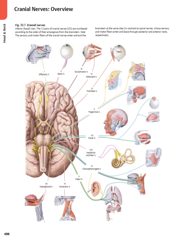 Overview of Cranial Nerves | PDF | Brainstem | Otorhinolaryngology