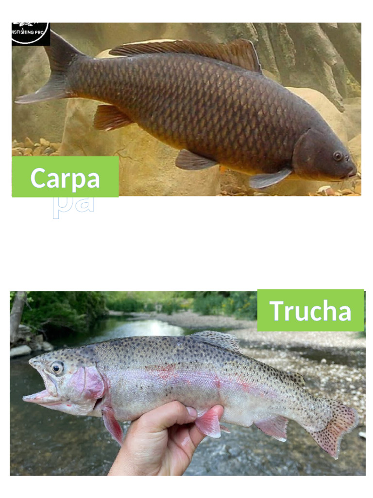 Animales de Rio | PDF