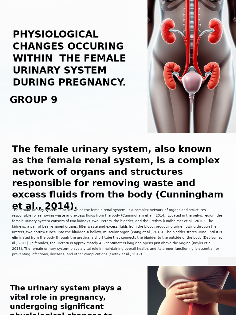 Urinary System Changes in Pregnancy | PDF | Kidney | Urinary System