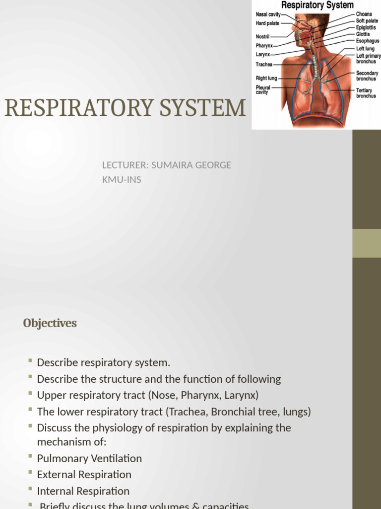 Overview of the Respiratory System | PDF | Lung | Respiratory Tract