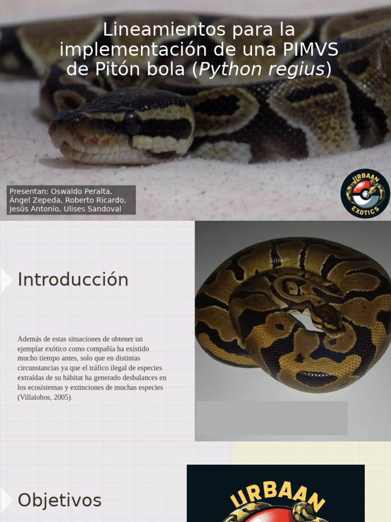Implementación de PIMVS para Pitón Bola | PDF | Entorno natural